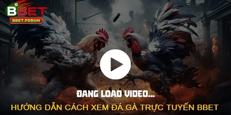 Hướng dẫn cách xem đá gà trực tuyến BBET 
