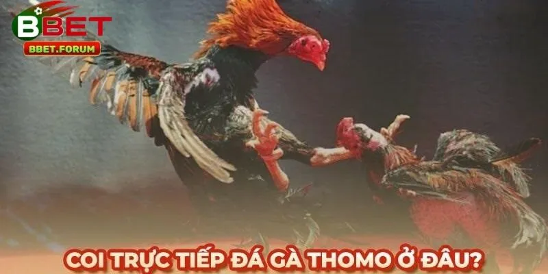 Hướng dẫn cách xem Trực Tiếp Đá Gà Thomo BBET