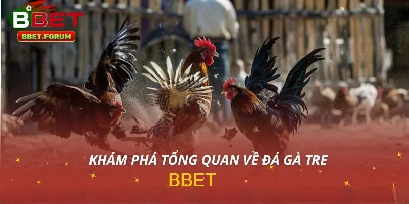 Tổng quan về đá gà tre BBET 
